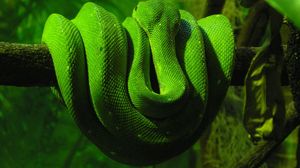 Превью обои зеленая змея, ветка, лежать, пресмыкающееся