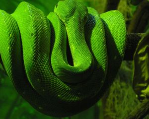 Превью обои зеленая змея, ветка, лежать, пресмыкающееся