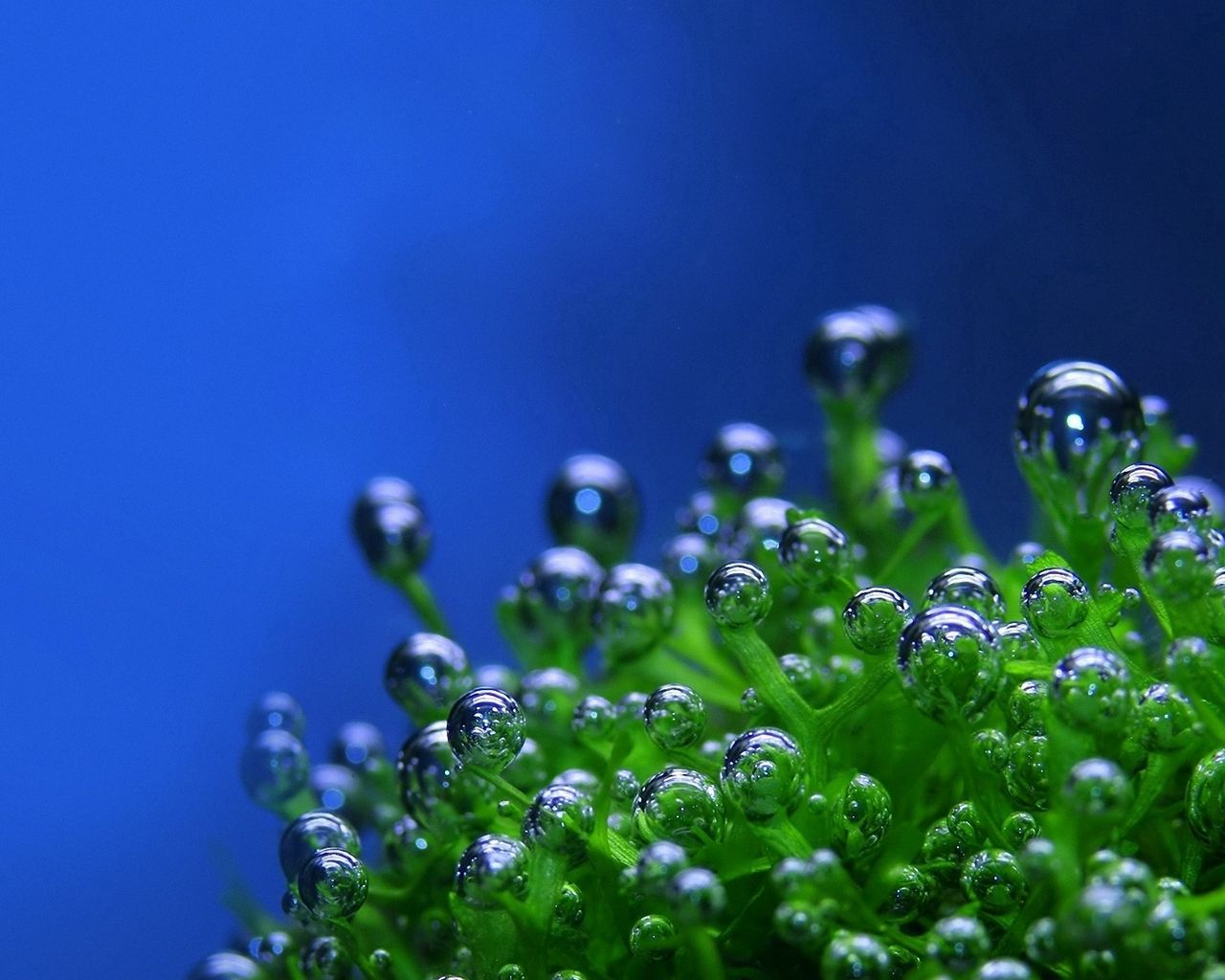 Скачать 1280x1024 зеленое, капли, пузырьки, растение, синий фон обои, картинки стандарт 5:4
