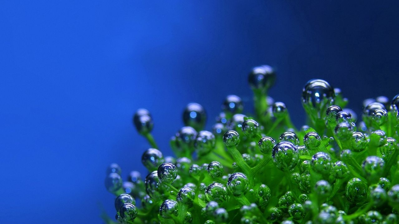 Обои зеленое, капли, пузырьки, растение, синий фон