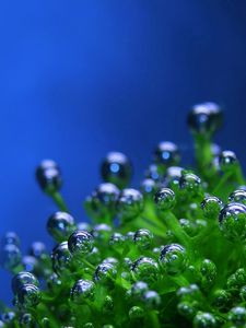 Превью обои зеленое, капли, пузырьки, растение, синий фон