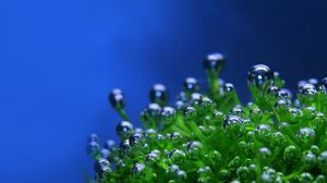 Превью обои зеленое, капли, пузырьки, растение, синий фон