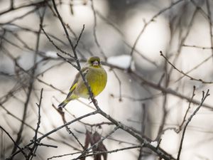 Превью обои зеленушка, птица, ветка, зима