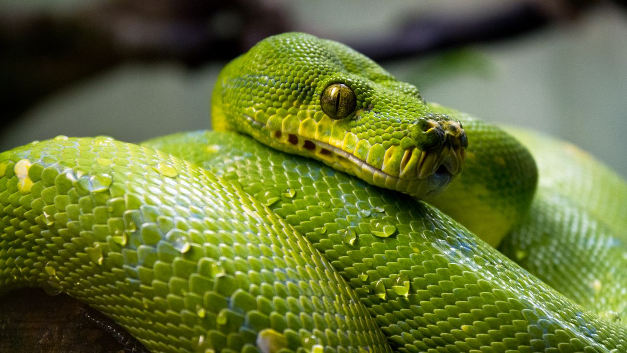 Обои зеленый питон, питон, змея, рептилия, капли