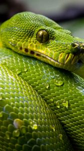Превью обои зеленый питон, питон, змея, рептилия, капли