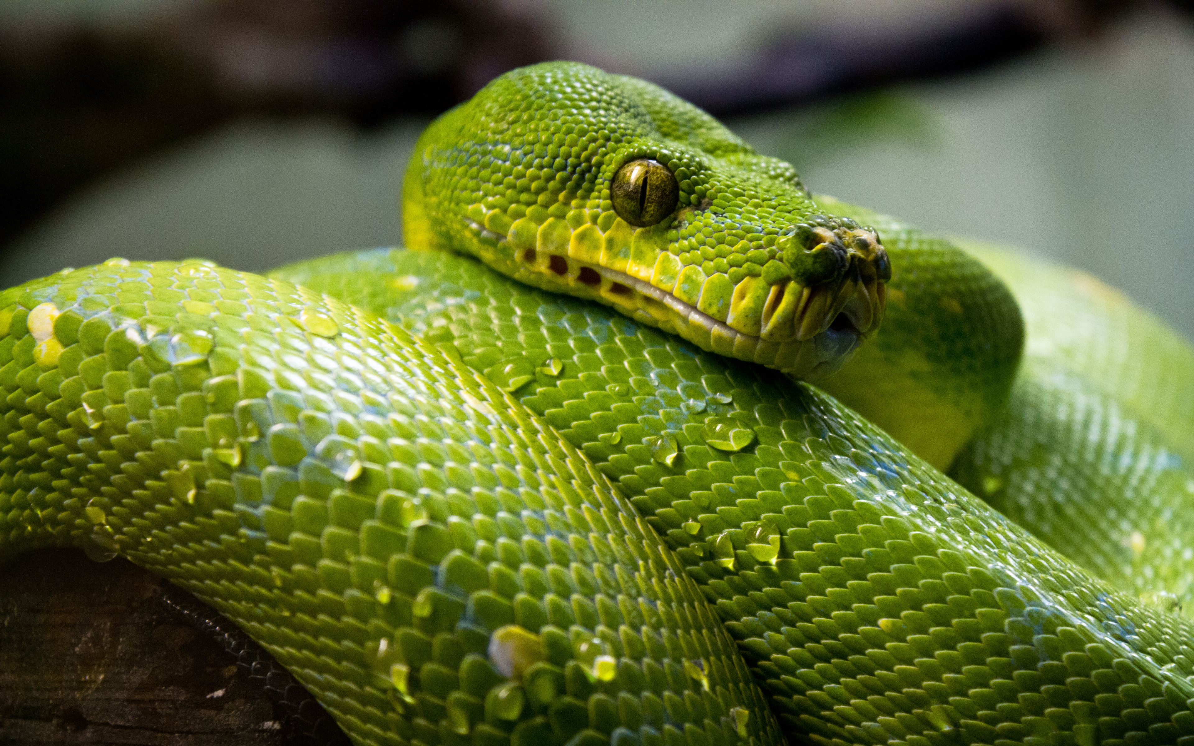 Большие зеленые змеи. Питон змея. Змея питон зеленый. Собакоголовый удав. Собакоголовый удав и зеленый питон.