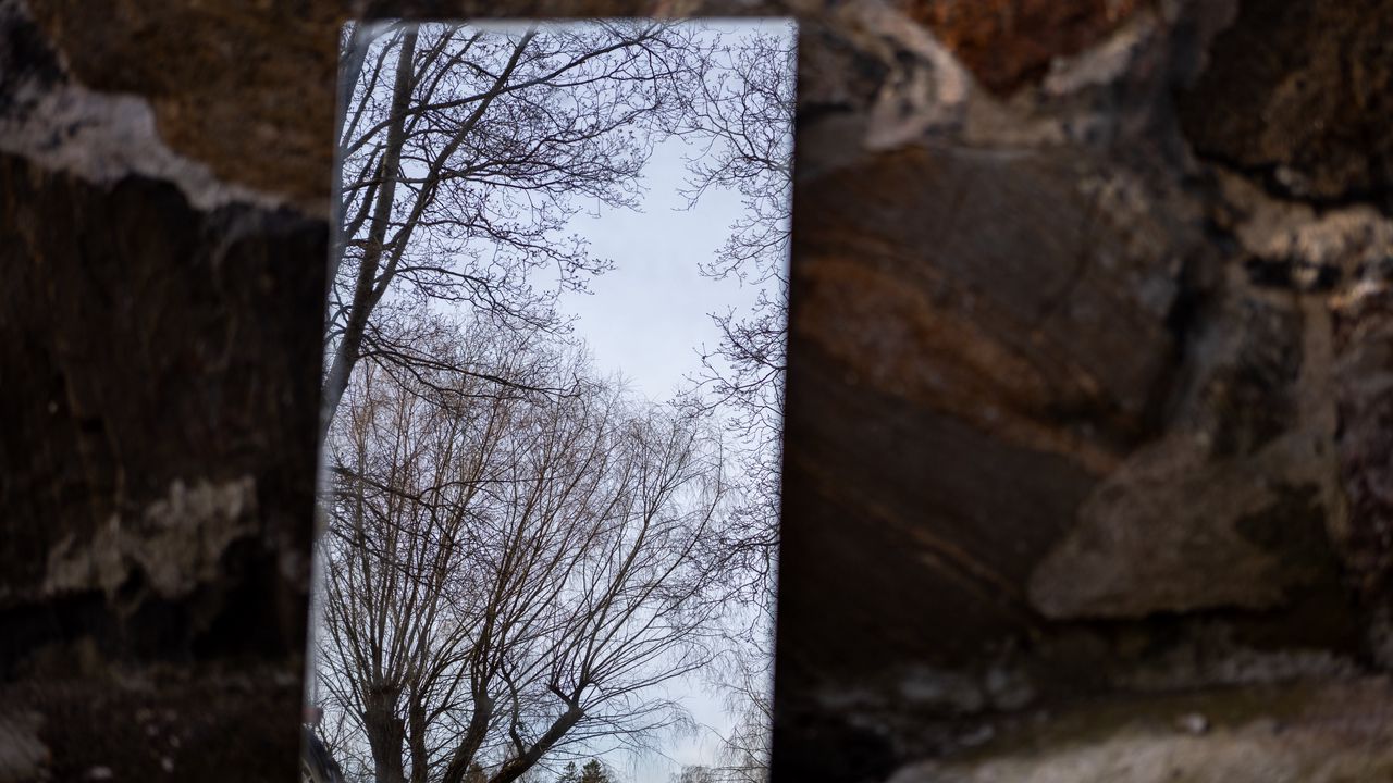 Обои зеркало, деревья, отражение