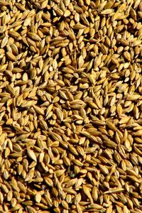 Превью обои зерно, пшеница, сбор, поверхность