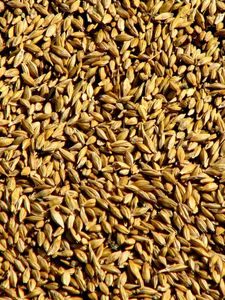 Превью обои зерно, пшеница, сбор, поверхность