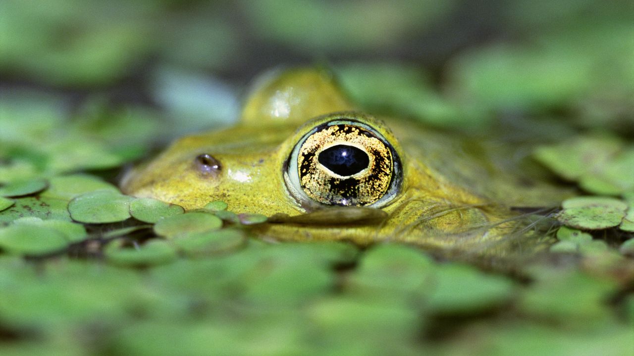 Обои жаба, ряска, вода, глаза