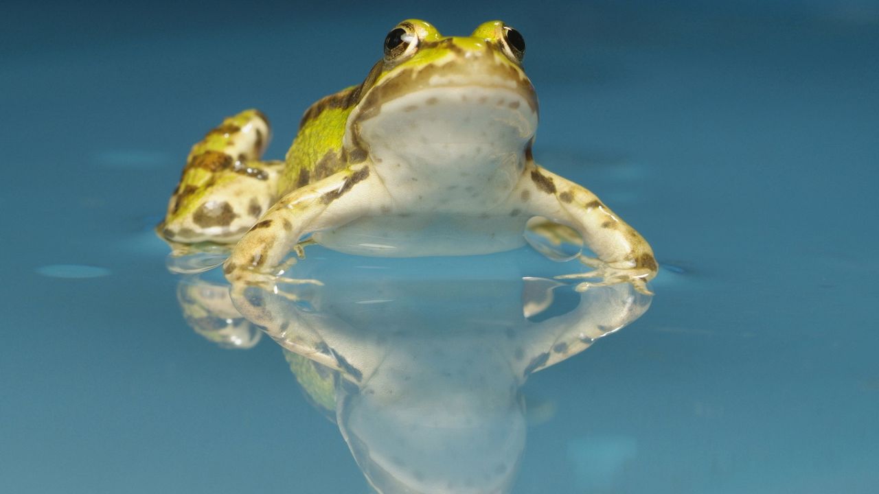 Обои жаба, вода, пятна