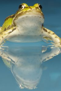 Превью обои жаба, вода, пятна