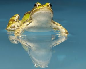 Превью обои жаба, вода, пятна