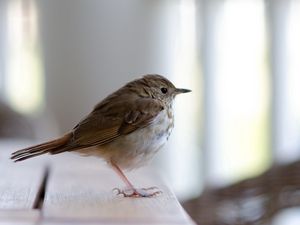 Превью обои желтоголовый королек, птица, клюв, сидеть, перья