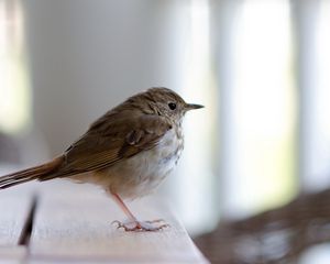 Превью обои желтоголовый королек, птица, клюв, сидеть, перья