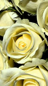 Превью обои желтые розы, бутоны, цветы, букет
