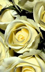 Превью обои желтые розы, бутоны, цветы, букет