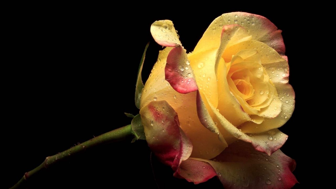 Обои желтый, цветок, цветы, лепестки, роза, розовый