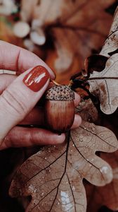 Превью обои желудь, дуб, листья, рука, осень