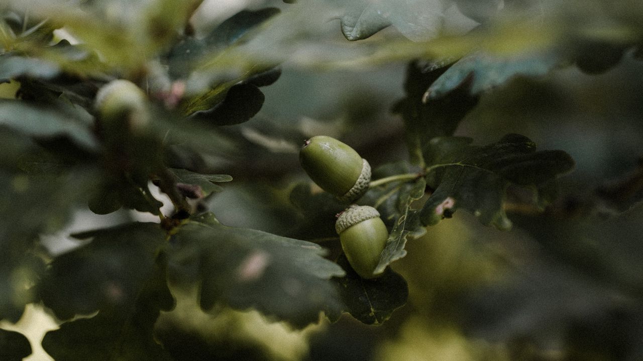 Обои желудь, ветки, листья, макро