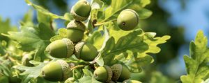 Превью обои желуди, листья, дуб, зеленый