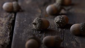 Превью обои желуди, макро, коричневый