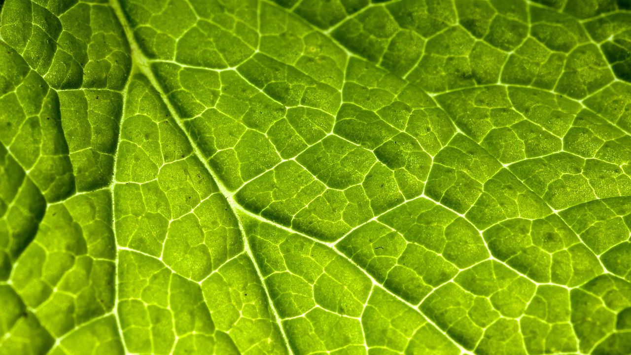 Обои жилки, лист, макро, растение