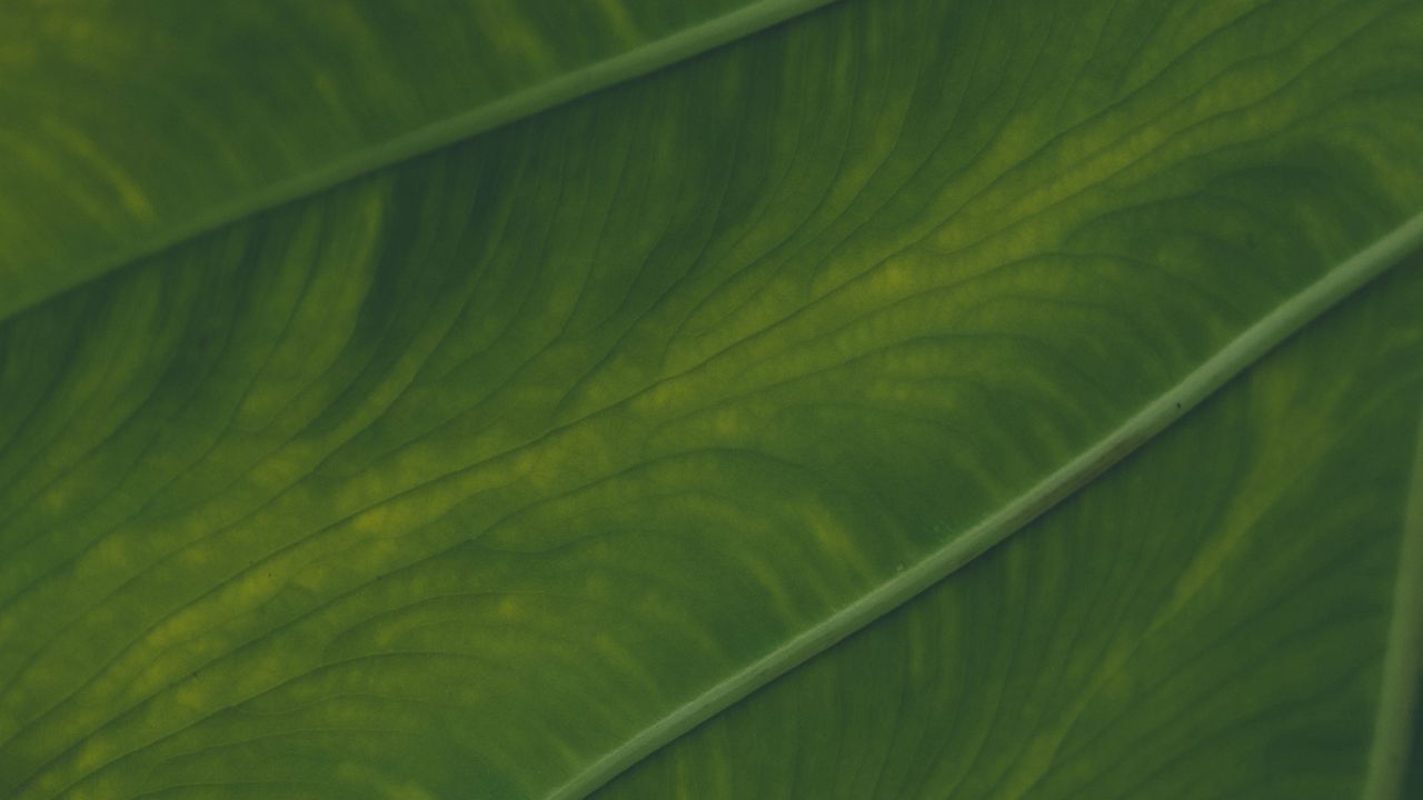 Обои жилки, лист, макро, растение, зеленое