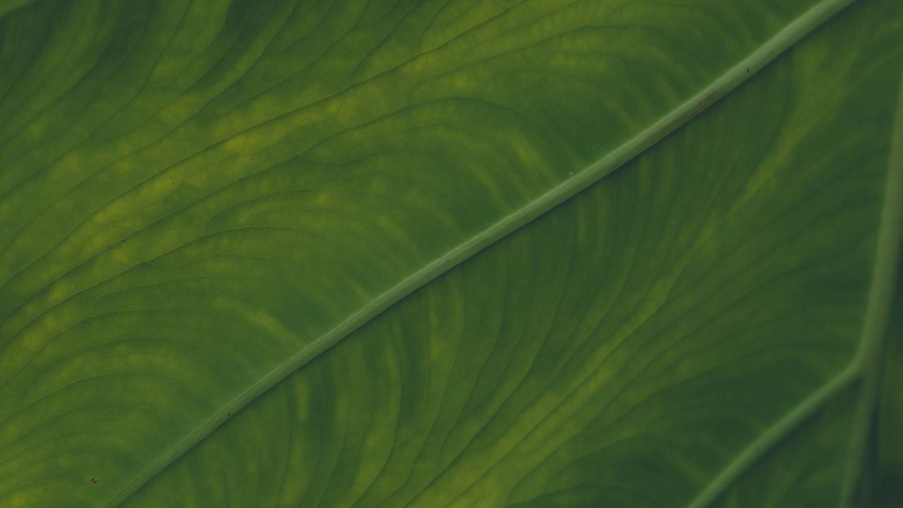 Обои жилки, лист, макро, зеленый, растение