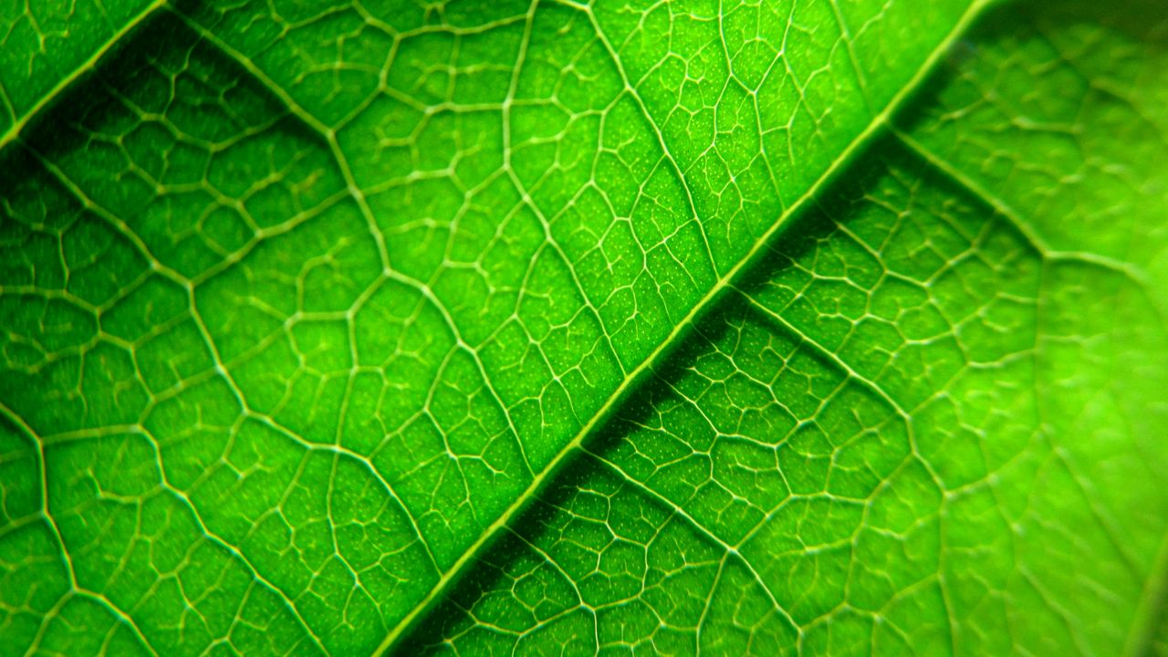 Обои жилки, лист, растение, макро, зеленый