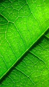 Превью обои жилки, лист, растение, макро, зеленый