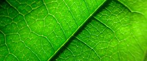 Превью обои жилки, лист, растение, макро, зеленый