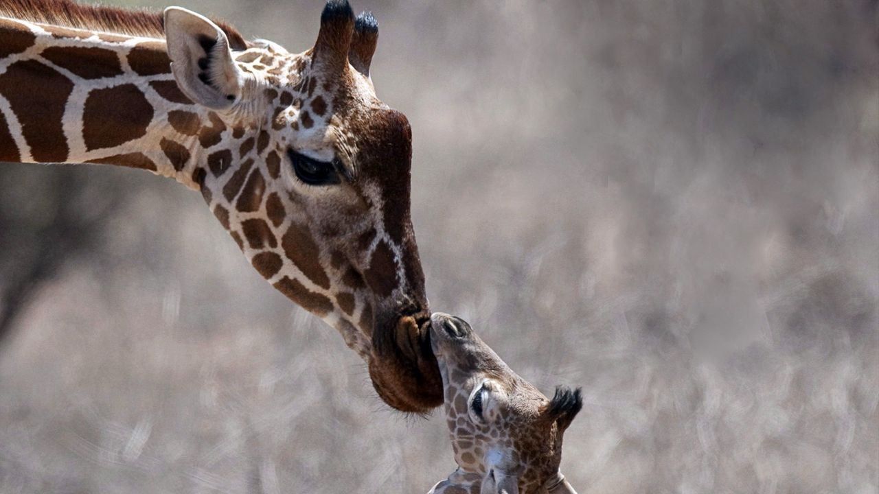 Обои жираф, детеныш, забота, голова