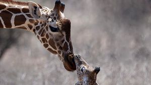 Превью обои жираф, детеныш, забота, голова