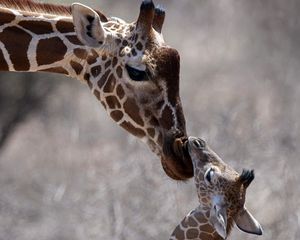 Превью обои жираф, детеныш, забота, голова