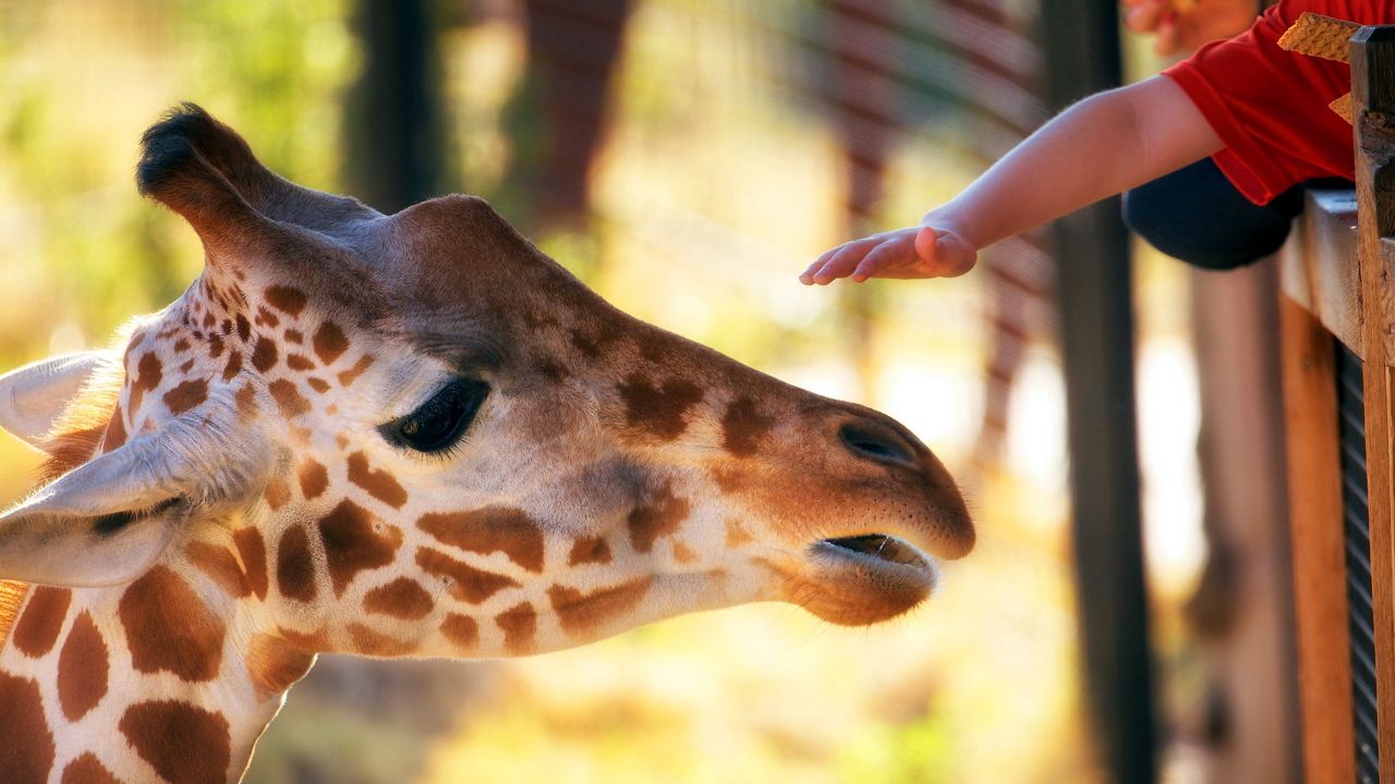 Обои жираф, голова, морда, пятнистый, рука, зоопарк