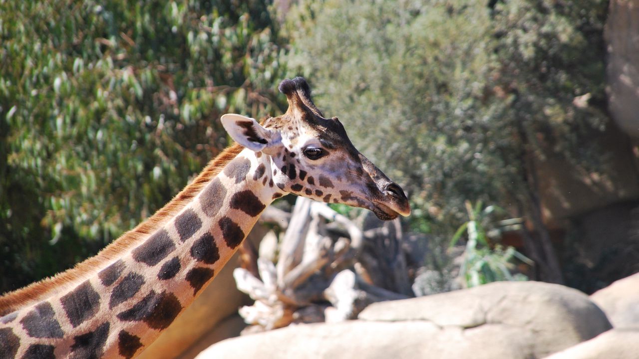 Обои жираф, морда, пятнистый