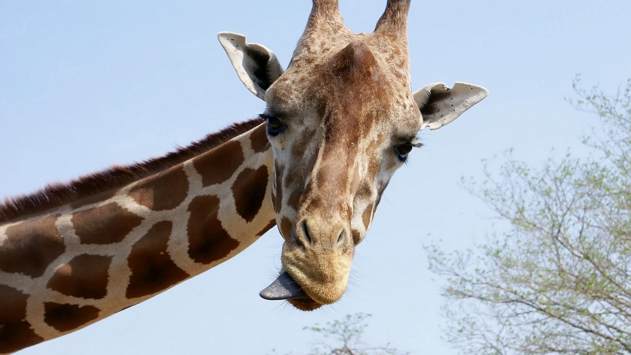 Обои жираф, морда, прикольный, язык