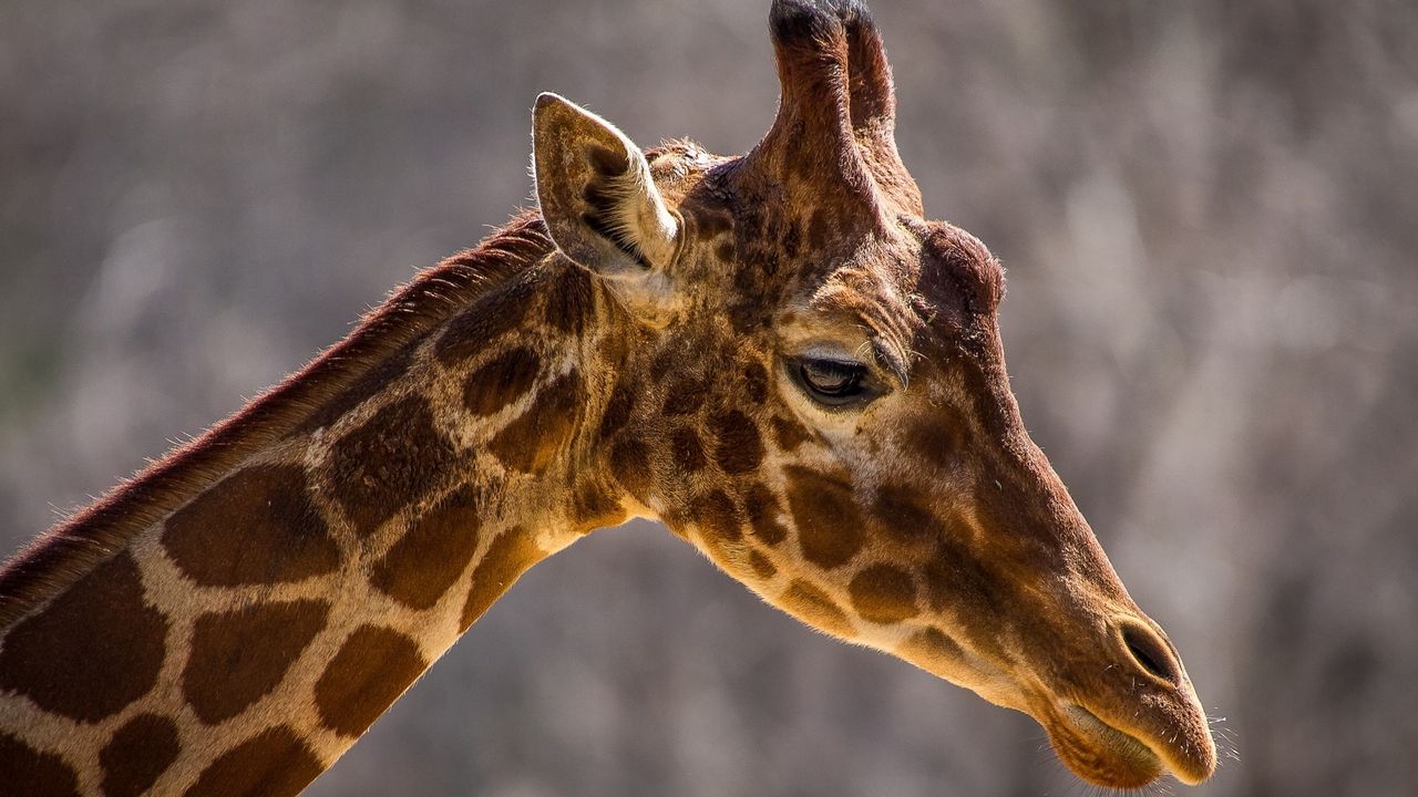 Обои жираф, морда, шея, профиль, пятна