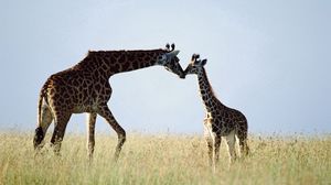 Превью обои жираф, пара, трава, забота