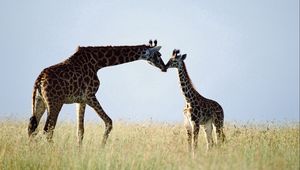 Превью обои жираф, пара, трава, забота