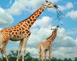 Превью обои жираф, природа, еда, прогулка