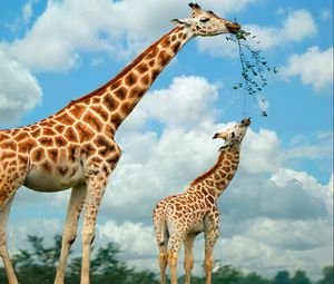 Превью обои жираф, природа, еда, прогулка