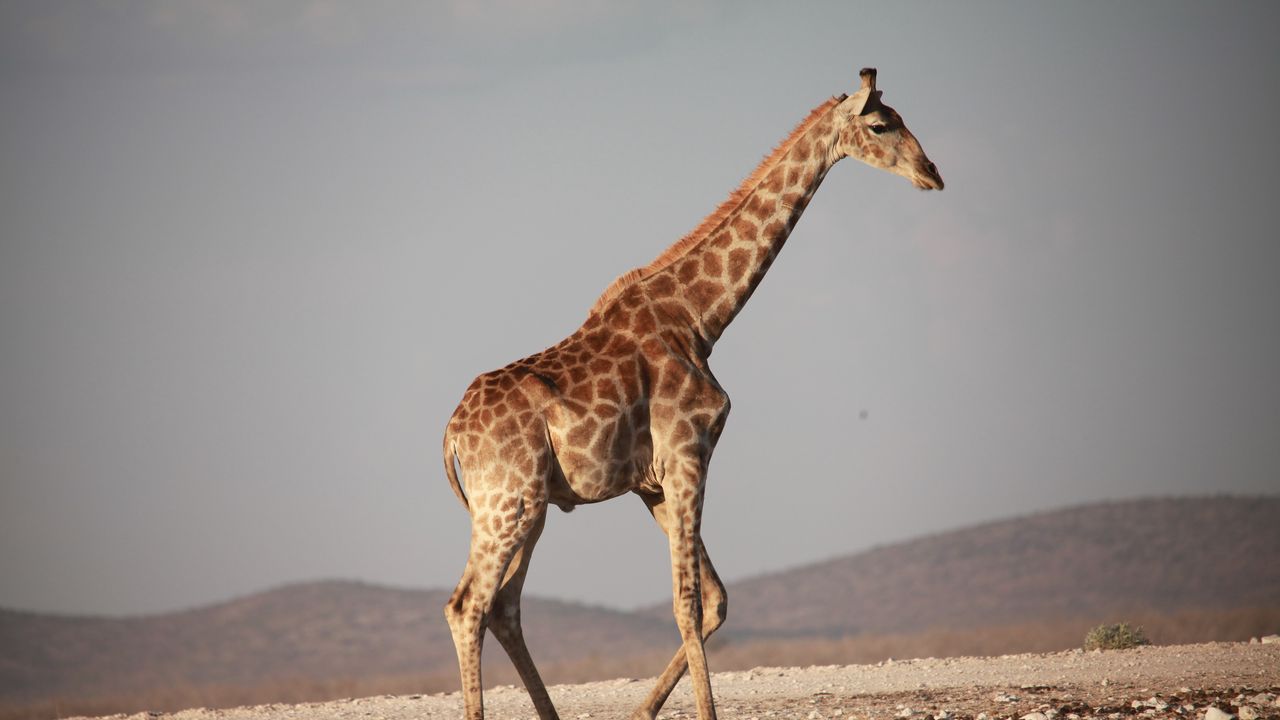 Обои жираф, прогулка, африка
