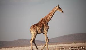 Превью обои жираф, прогулка, африка