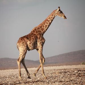 Превью обои жираф, прогулка, африка