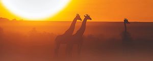 Превью обои жираф, сафари, солнце, закат