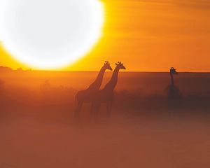 Превью обои жираф, сафари, солнце, закат
