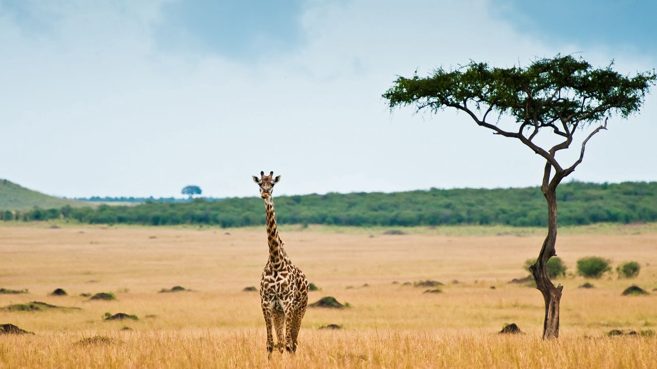Обои жираф, саванна, пустыня, дерево