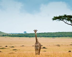 Превью обои жираф, саванна, пустыня, дерево